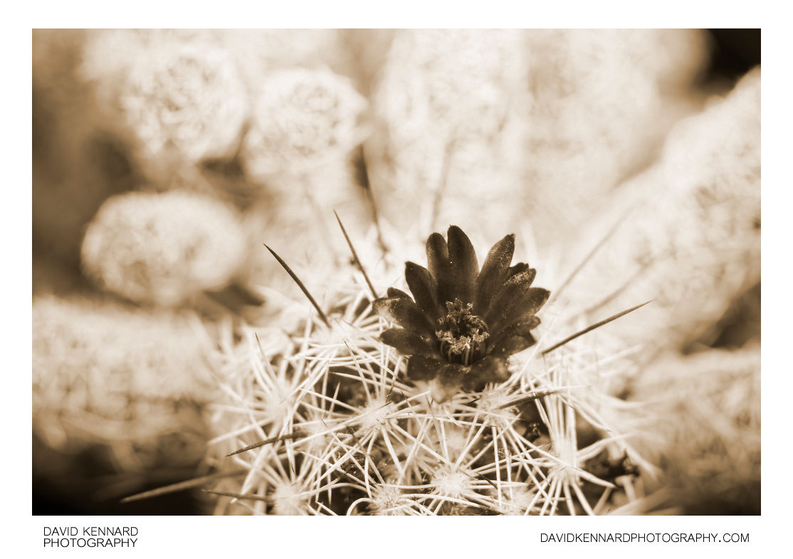 Small cactus flower [UV] · David Kennard Photography
